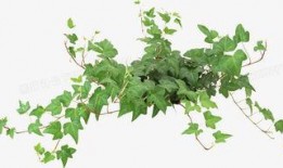 藤蔓植物爆料方法视频讲解,视频讲解种植技巧与养护秘诀