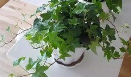 藤蔓植物爆料方法视频讲解,视频讲解种植技巧与养护秘诀