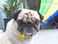 巴哥最新爆料新闻事件,最新热点事件背后真相曝光